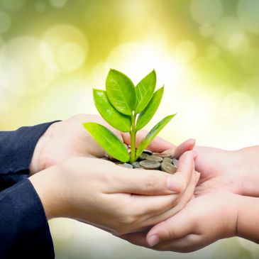 picture of a succulent plan gently being held by two separate pair of human hands